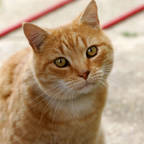 Pikussa